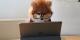 Foto door <a href=
"https://unsplash.com/@cookiethepom?utm_source=Marsvaardig&utm_medium=referral&utm_campaign=api-credit">
Cookie the Pom</a> op <a href="https://unsplash.com">Unsplash</a>